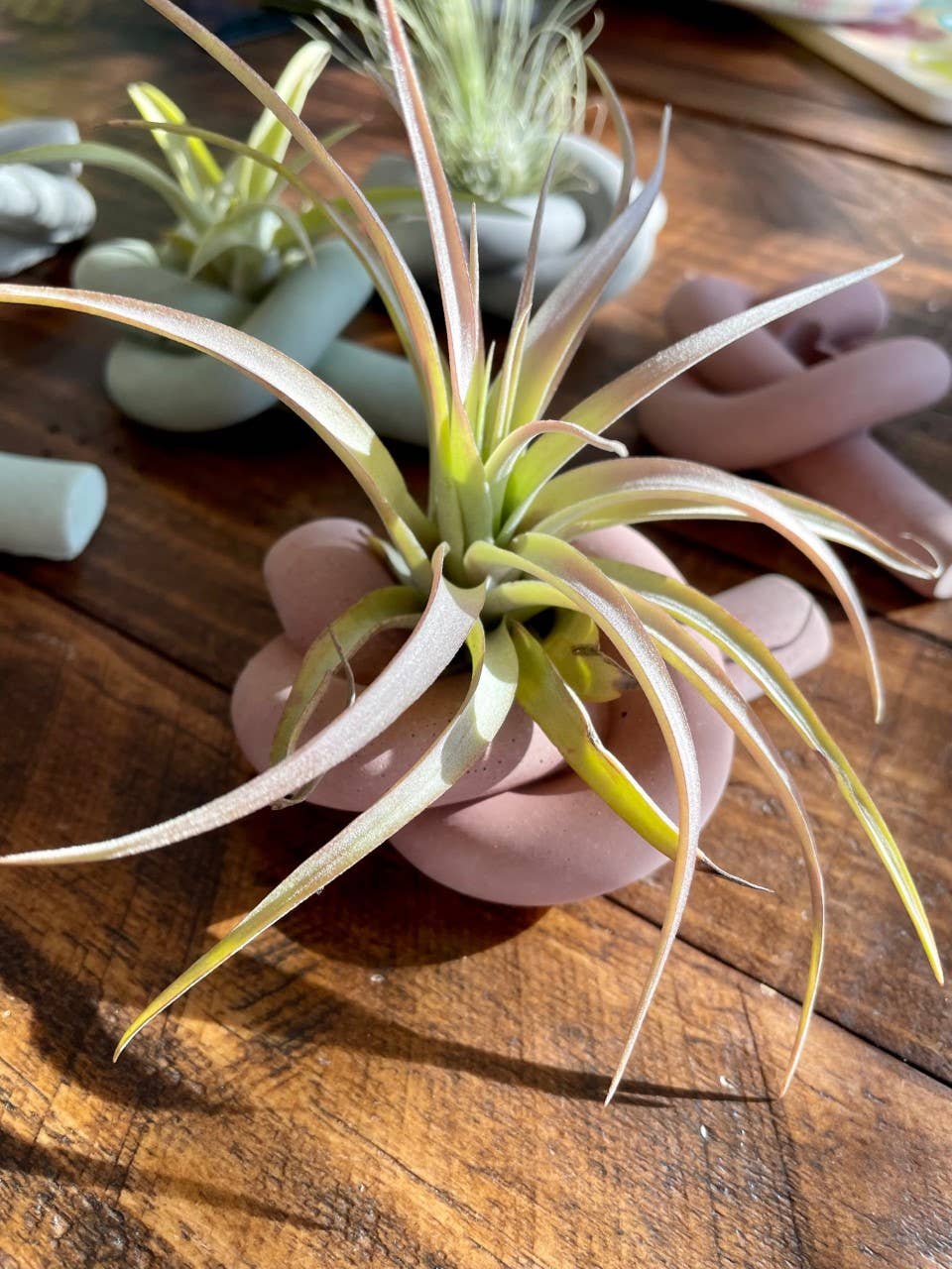 Knot Cement Candle/Air Plant Holder