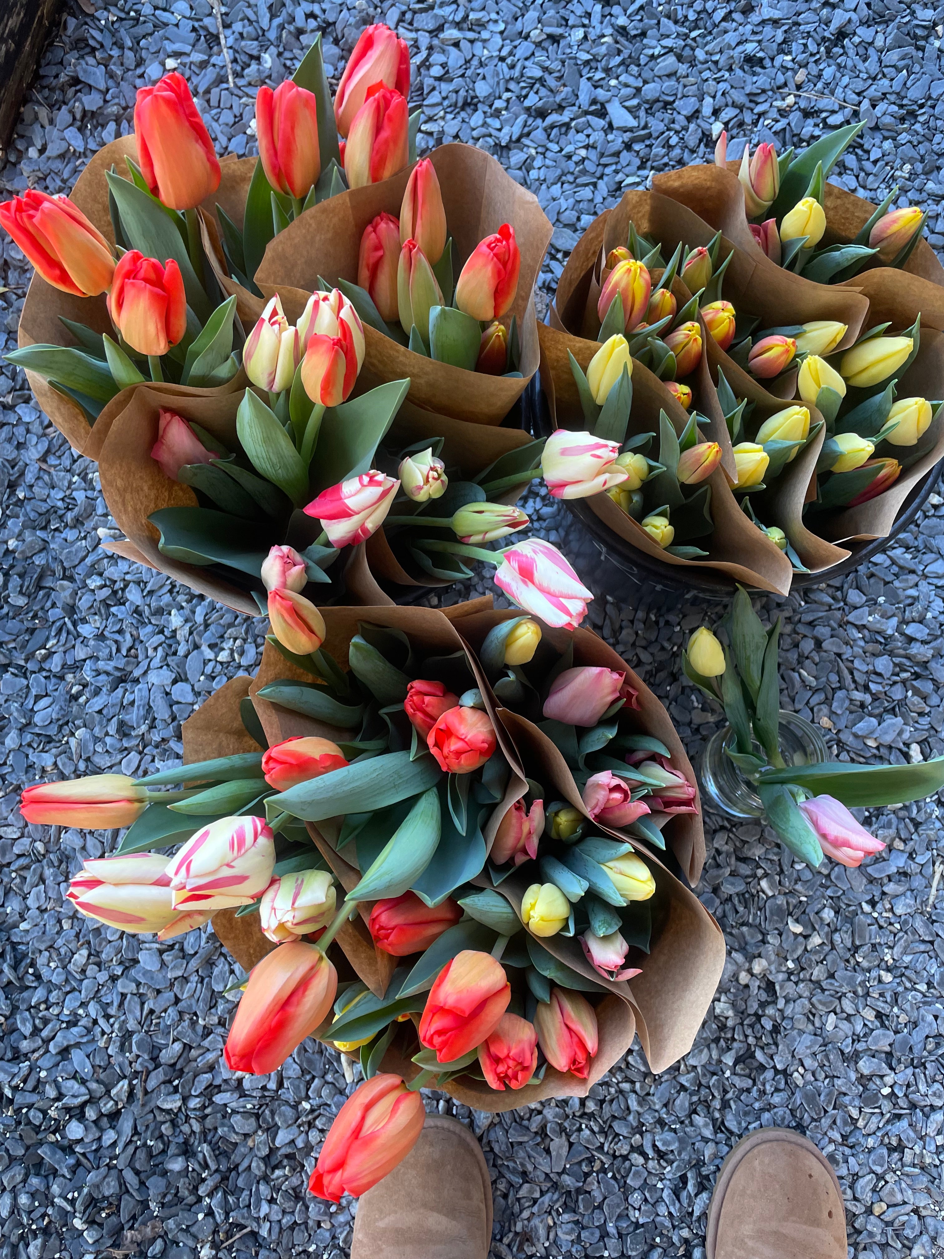 TULIPS - Mixed Colors