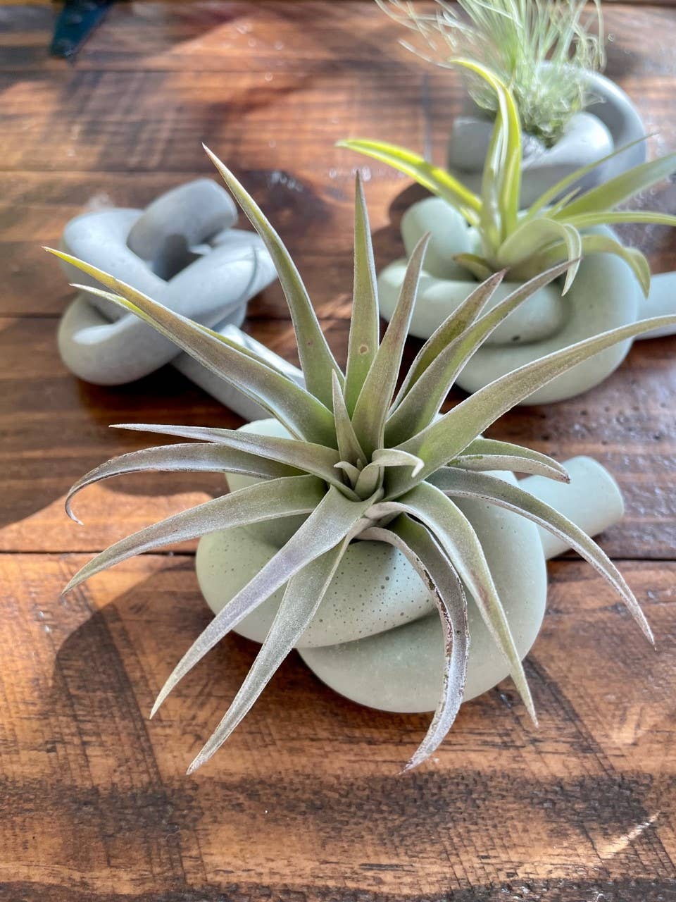 Knot Cement Candle/Air Plant Holder