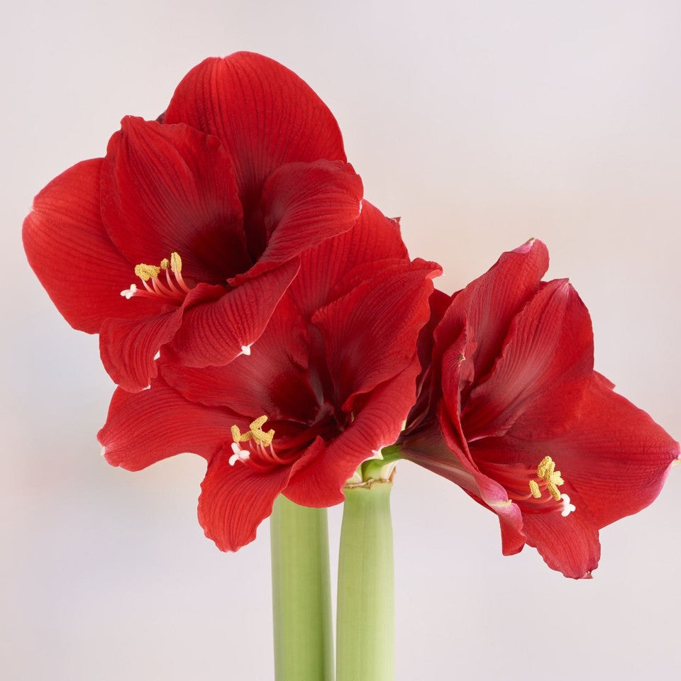 Amaryllis Planter