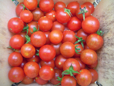 Tomato- Sugar Cherry