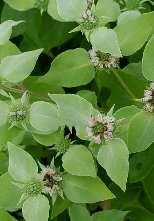 Pycnanthemum muticum - Mountain Mint