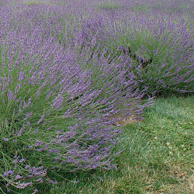 Lavender-  Phenomenal