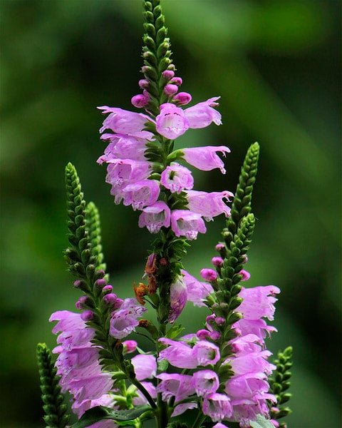 Physotegia virginiana - Obedient Plant